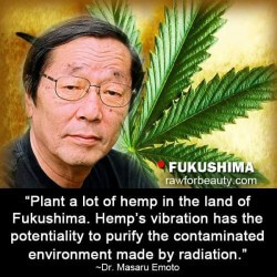 Could Hemp Help Decontaminate Radioactive Soil at Fukushima?