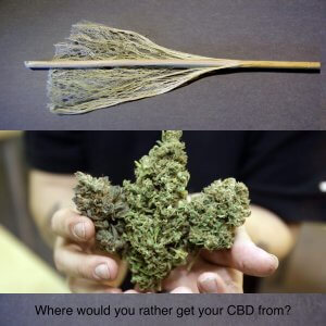 CBD whole flower vs CBD isolate