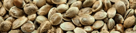 hemp seeds from Europe