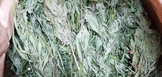 hemp and cbd biomass