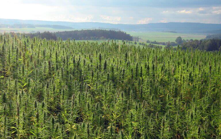 hemp farming consulting