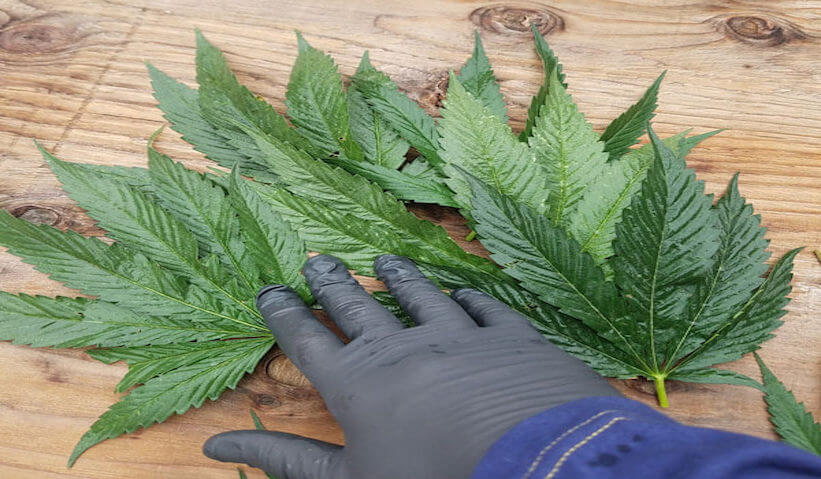 juicing cannabis leaves