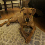 Lola